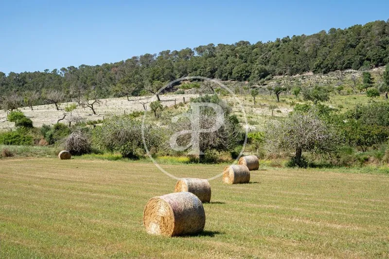 Land in Montuïri, Province of Balearic Islands — photo 2