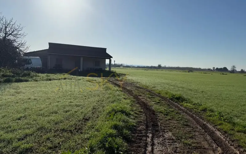 Developable Land in Sa Pobla: Nature and Future — photo 3