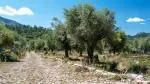 Rustic Finca for sale in Escorca — photo 10