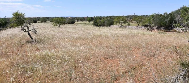 Interesting plot located just 2.5 km from Santanyi — photo 1