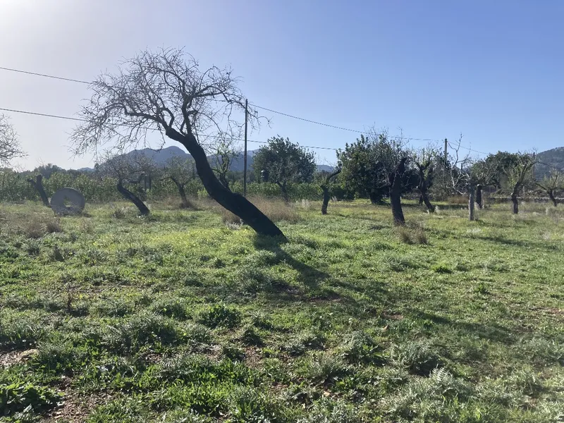 Beautiful piece of land with valid building license in Pollensa countryside — photo 6