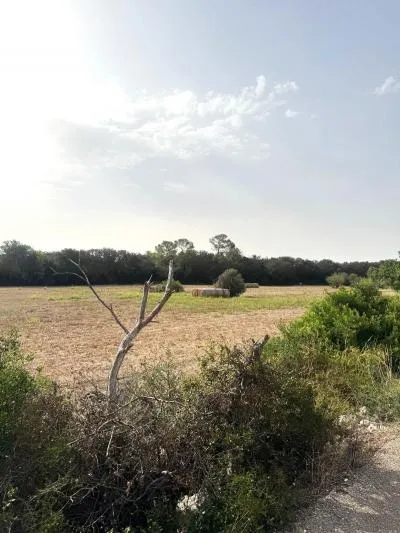 Rural Land - Sineu, Plot Surface 21,300 m² — photo 7