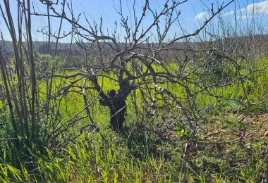Plot in Santa Maria — photo 1