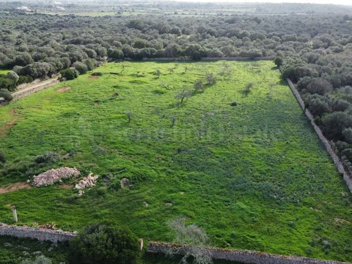 Land for Sale in Ses Salines , 15,600 m² with Approved Project — photo 1