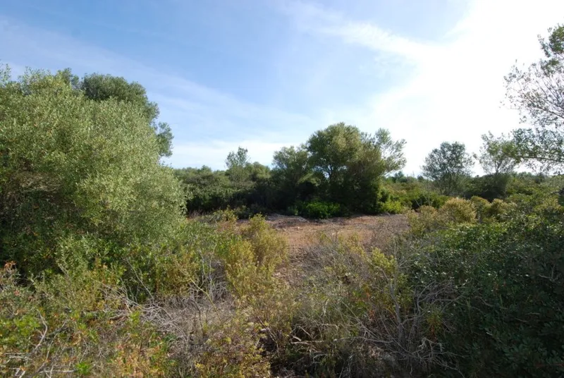 Large plot with building license located between Campos and Colonia de Sant Jordi — photo 2