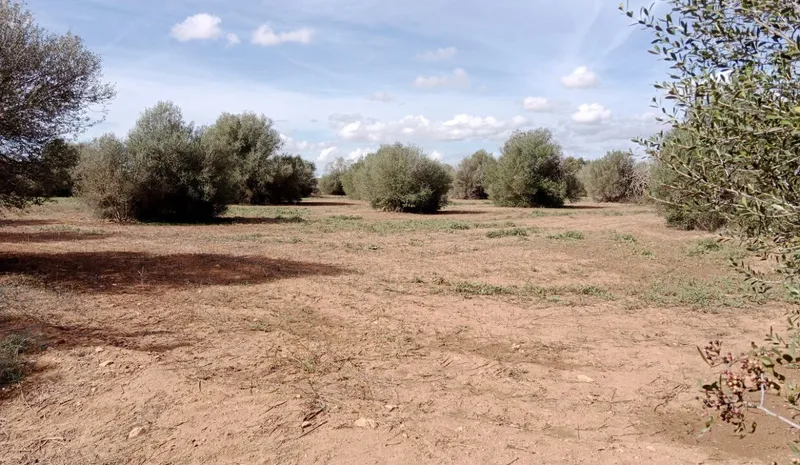 Rustic Land near Campos — photo 2