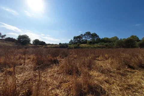 Land in Maria de la Salut, Mallorca — photo 6