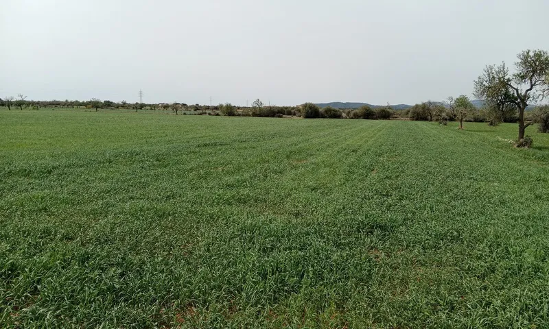 Country Plot in Campos — photo 2