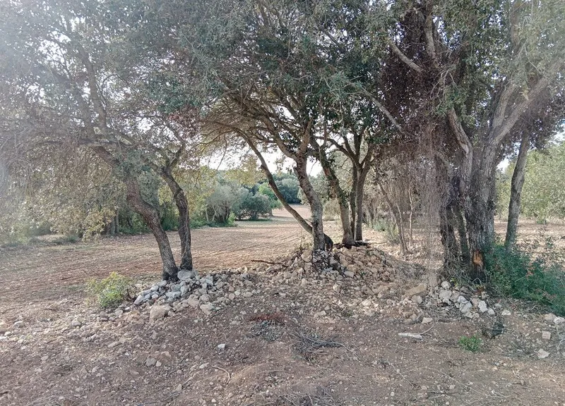 Country Land near Cas Concos — photo 12