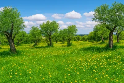 Land for Sale in Petra – 14,200 m2 of Buildable Land — photo 1
