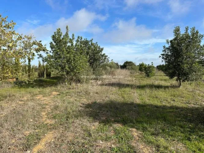 Plot in Santa Maria, Son Llaut Industrial Area — photo 10