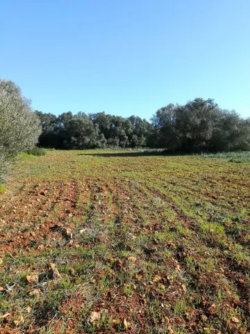 Large plot near Campos in wooded area — T 06 CM — photo 5