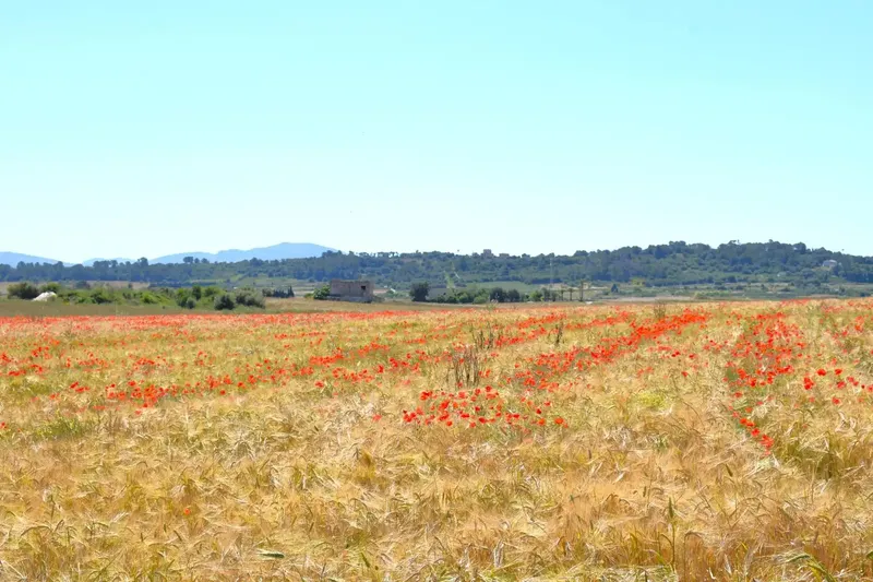 Set of plots totaling 14,100m2 with possibility of building a house in Muro in a quiet area with clear views of the Serra de Tramuntana — photo 10