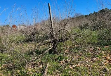Plot in Santa Maria — photo 5