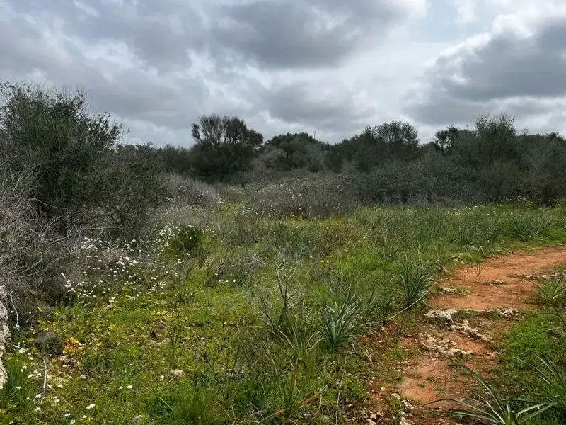 If you dream of building a unique home in a privileged natural environment, this spectacular rustic estate in the Son Trompa area is — photo 2