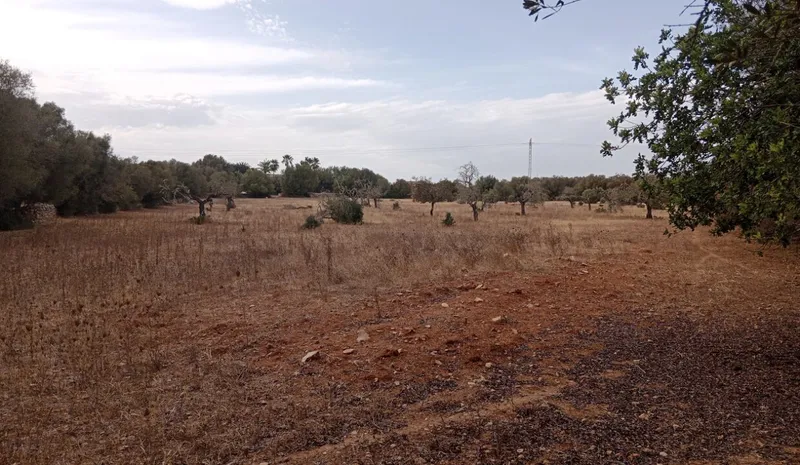 Ultimate rustic plot in Ses Salines, Mallorca for sale — photo 1