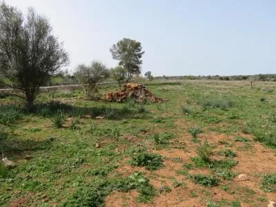 Rural land - Sineu (Llubi), plot surface 17000 m² — photo 3