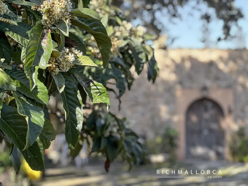 Exceptional Rustic Estate with Building Potential in Costitx — photo 4
