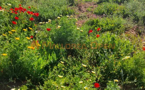 Rustic estate with luxury housing project and pool in Sant Llorenç des Cardassar — photo 2
