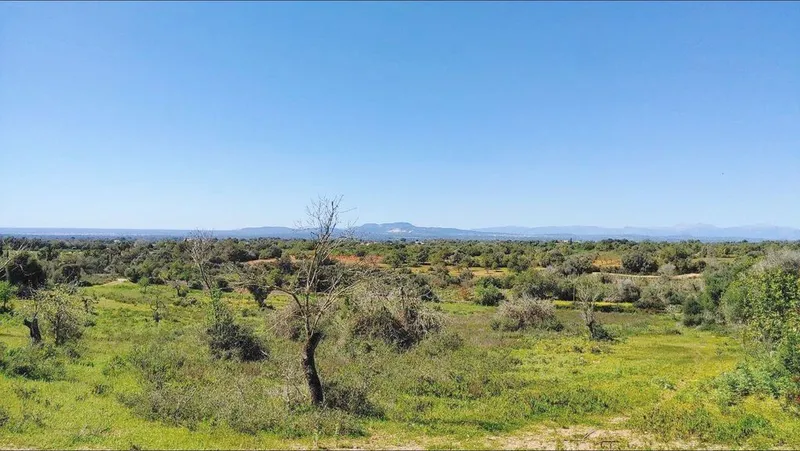 Land in Felanitx, Province of Balearic Islands — photo 12