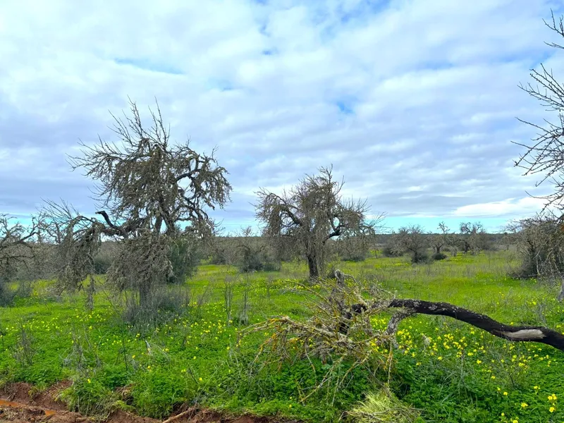 🌿 Unique opportunity in the heart of southern Mallorca – Buildable rustic finca between Campos and Sa Ràpita 🌊 — photo 5