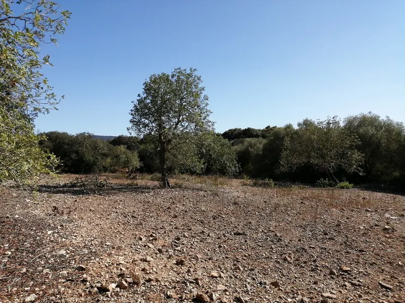 Country Land near Cas Concos — photo 10