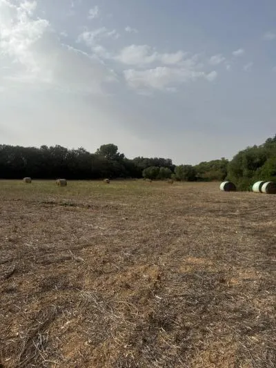 Rural Land - Sineu, Plot Surface 21,300 m² — photo 10