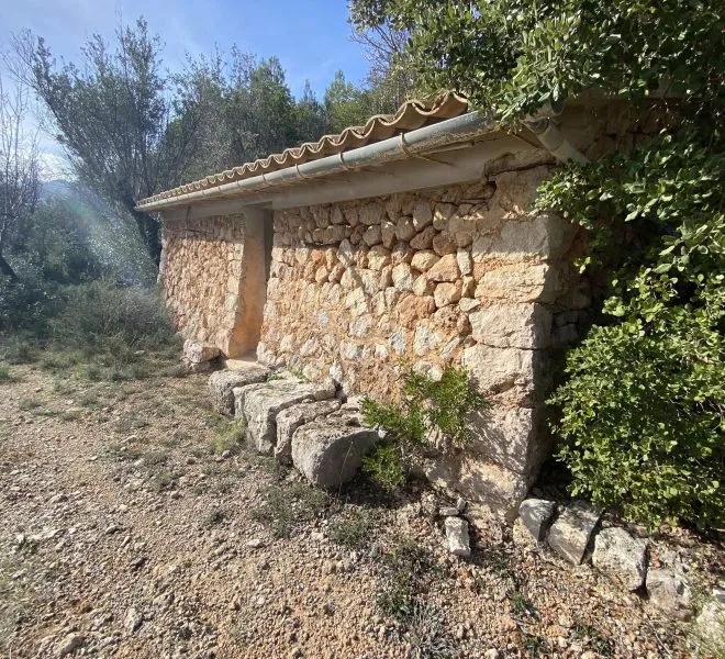 Beautiful olive grove of 9,000 m2 — photo 1