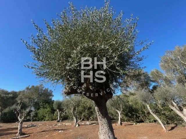 Country plot for sale in Felanitx — photo 2