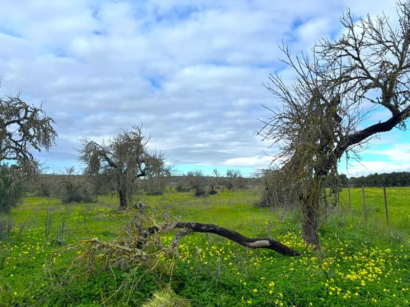 🌿 Unique opportunity in the heart of southern Mallorca – Buildable rustic finca between Campos and Sa Ràpita 🌊 — photo 2