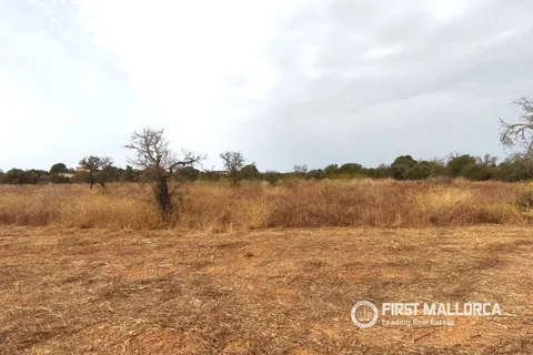 Land in Campos, Mallorca — photo 5