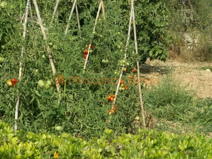 Rural villa for rent in the village of Maria de la Salud — photo 11