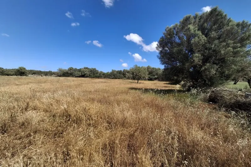 Large plot with cedula - Santanyi-Campos - T 14 — photo 2