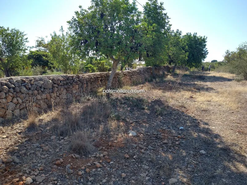 Country House in Palma — photo 3