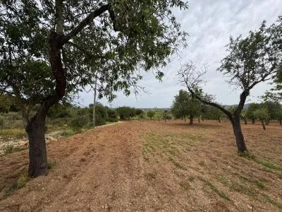 Rural Land - Porreres — photo 8