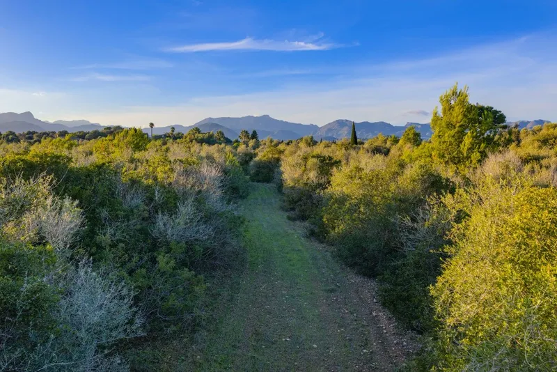 Plot for sale in Alcudia — photo 7