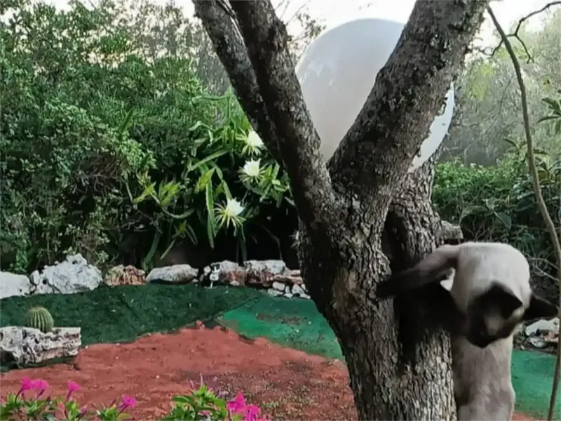 🌿 Finca rústica con casa independiente, piscina y placas solares en Algaida, cerca de Palma — photo 6
