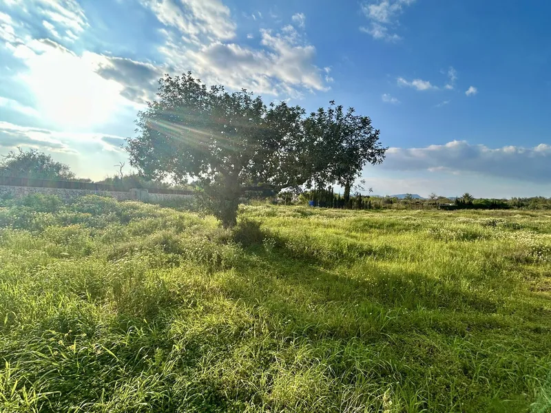 Quiet and well-located plot with project near Campos, towards Llucmajor — photo 3