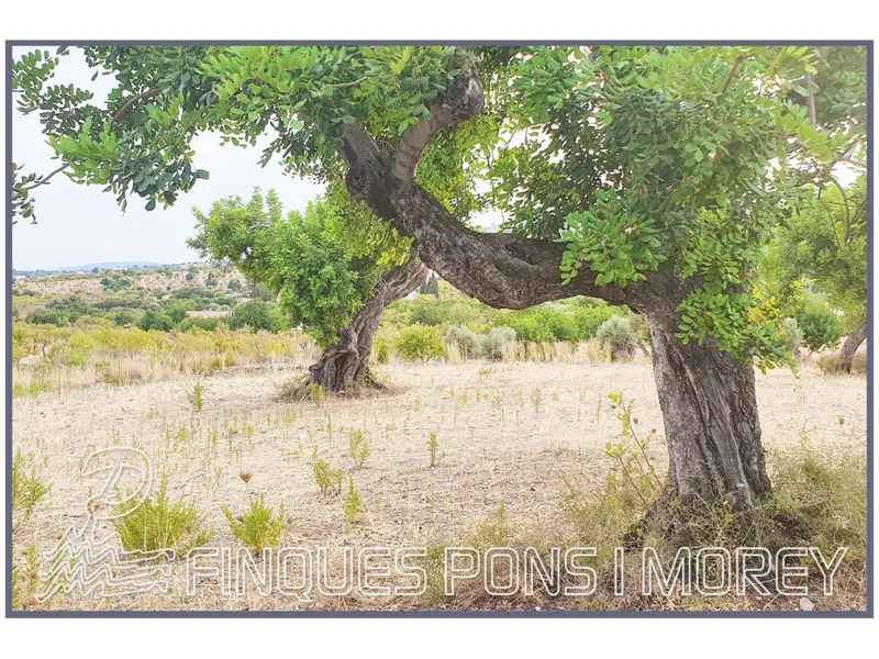 Land — photo 6