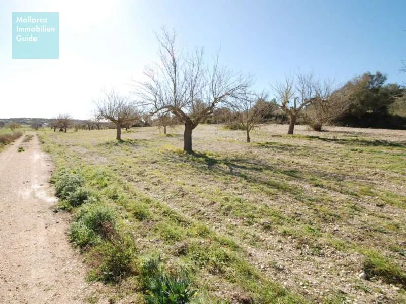 New finca with vineyard close to Porreres — photo 4