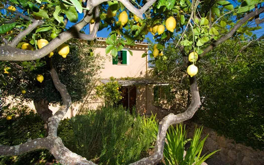 Cottage house in Establiments — photo 11