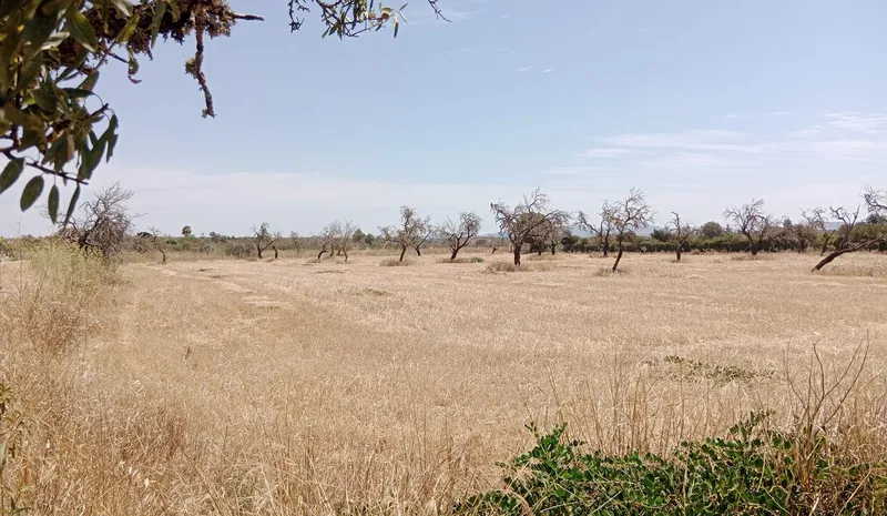 Dream Plot Near Campos: 19,934 m² of Tranquil Mallorca Land — photo 5