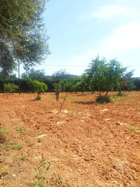 Finca/Country House for rent in Alaró — photo 1