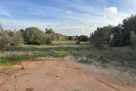 Land in Santanyi, Mallorca — photo 6