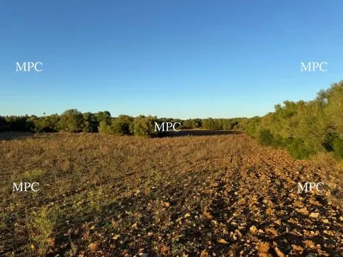 Building plot with a good location in Vilafranca de Bonany — photo 1