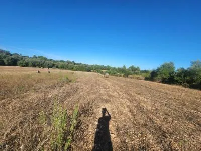 Rustic Land - Manacor (Manacor Centro), Plot Surface 14300m², Distance to the sea 12 Km. — photo 9