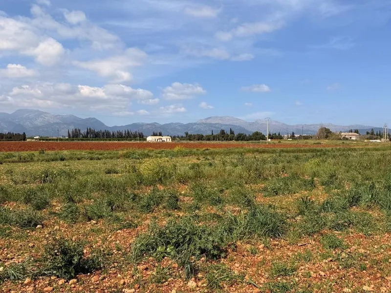 Land in Llubi, Mallorca — photo 3