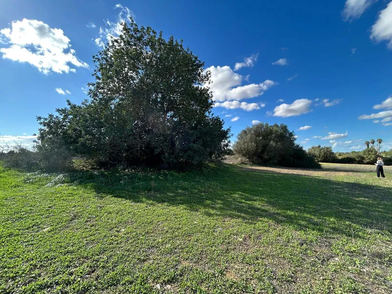Plot in a charming location, Campos – Son Mesquida — photo 3
