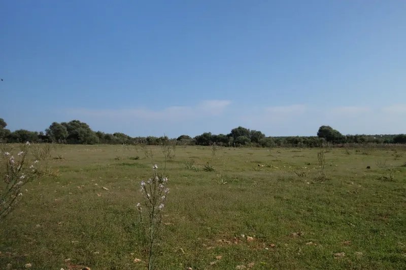Large finca plot with planning permission and open views near Santanyí — photo 5