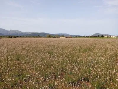 Plot of land - Sa Pobla, plot surface 80378m². — photo 7